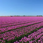 Holiday home Vt Wonen Stijl Vakantiebungalow Nabij Zee, Strand, Bos En Duinen Voor 6 Personen *
