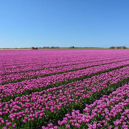 Semesterbostad Vt Wonen Stijl Vakantiebungalow Nabij Zee, Strand, Bos En Duinen Voor 6 Personen *